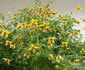 Golden Tiara clematis photo