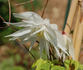 Albina Plena clematis photo