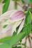 C. alpina 'Pink Flamingo' clematis photo