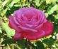 Friendship rose photo