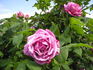 Č.S.R. rose photo