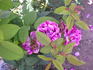 Č.S.R. rose photo