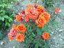 Panache ™ rose photo
