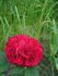 Alexandre Dupont rose photo