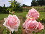 Briand-Paneuropa rose photo