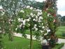 Diablotin, Cl. ® rose photo