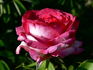 Fair Lady rose photo