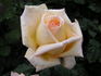 Cannes Festival rose photo
