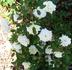 Arctic Snow ™ rose photo