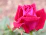 Merlot rose photo