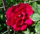 Liebeszauber rose photo