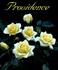 Providence ™ rose photo