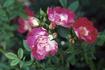 Daniel Philip rose photo