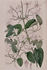Aristata clematis photo