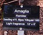 Amaglia rose photo