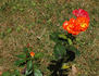 Alezane rose photo