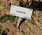 Alezane rose photo