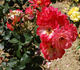 Variant rose photo