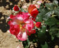 Variant rose photo