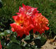 Präsent rose photo