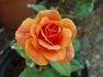 Home of Time rose photo