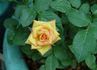 Sunswept ™ rose photo