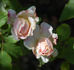 Bouquet de Marie rose photo