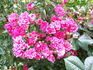 Pink Fairy rose photo