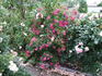 Pink Fairy rose photo