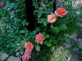 Acapulco Sunset rose photo