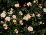 Class of '73 rose photo