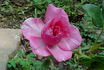 Bright Ideas rose photo