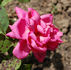 E.J. Ludding rose photo