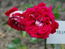 Francine rose photo