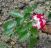 Francine rose photo