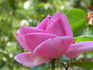 Hermann Robinow, Cl. rose photo