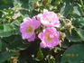 Gruss an Rengsdorf rose photo