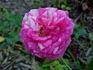 Bright Ideas rose photo