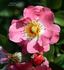 Candy Rose ® rose photo