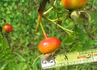 R15-01 rose photo