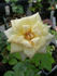 CALXAHI rose photo