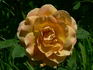 Alexandra ® rose photo