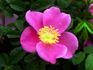 Pluto rose photo