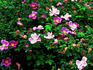 Pluto rose photo