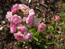 Abondant rose photo