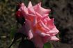 Dancing Queen rose photo