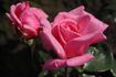 Dancing Queen rose photo