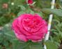 Perfume Beauty ™ rose photo
