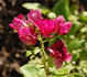 Arras rose photo