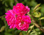 Printemps Fleuri rose photo